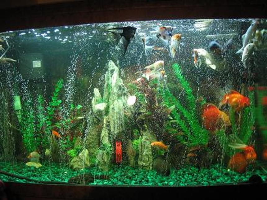 Rated #249: 60 Gallons Freshwater Fish Tank - Just a little something of one of my tank