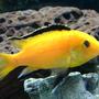 freshwater fish - labidochromis caeruleus - electric yellow cichlid stocking in 55 gallons tank - One of my Yellow Lab.
