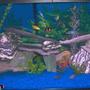 29 gallons freshwater fish tank (mostly fish and non-living decorations) - tank