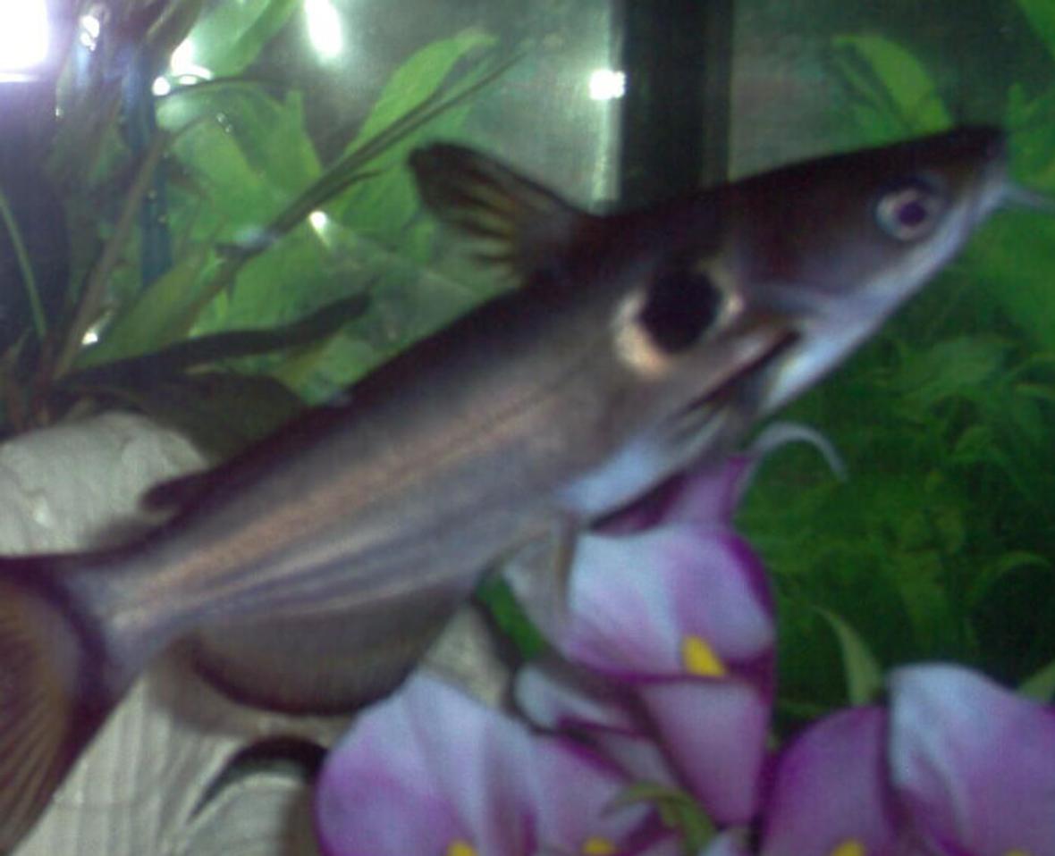 freshwater fish - otocinclus sp. - otocinclus catfish stocking in 15 gallons tank - This is my sun catfish in my nans tank which is 15 cm in size only coming out at night to feed.I have took my latest picture of my tank out because of a outbreak of white spot which killed my fav ram ; Rammy so a new pic of my tank re-arrangement of the fish and plants soon to come.