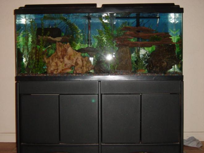 55 gallons freshwater fish tank (mostly fish and non-living decorations) - tf