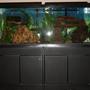 55 gallons freshwater fish tank (mostly fish and non-living decorations) - tf