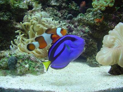 saltwater fish - amphiprion percula - true percula clownfish stocking in 60 gallons tank - best friends