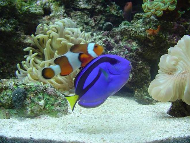 saltwater fish - amphiprion percula - true percula clownfish stocking in 60 gallons tank - best friends