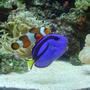 saltwater fish - amphiprion percula - true percula clownfish stocking in 60 gallons tank - best friends