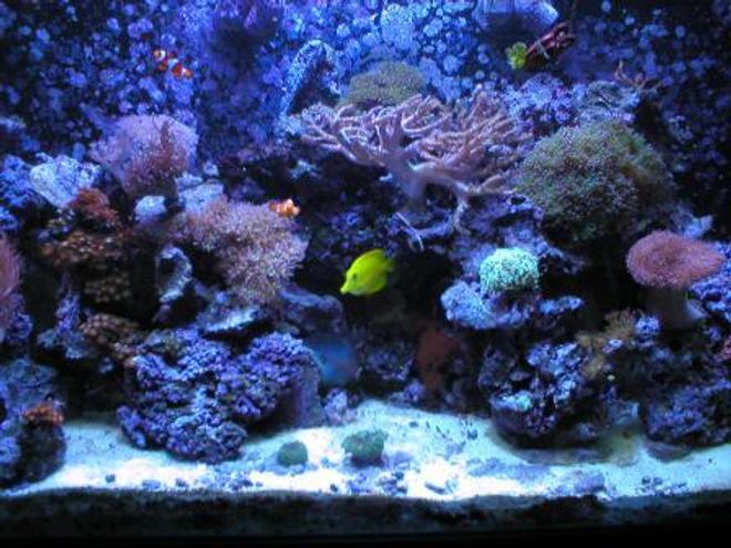 110 gallons reef tank (mostly live coral and fish) - Full frontal with halide