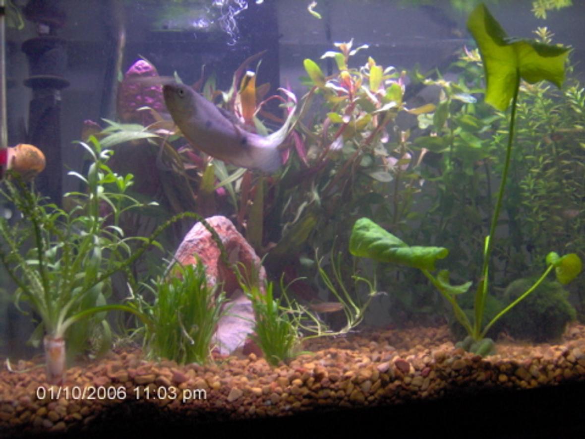 10 gallons planted tank (mostly live plants and fish) - Fish: 2 blue gouramis, 1 opaline gourami, 4 Tiger Danios, 1 snail. Plants: Moneywort, Banana Plant, Rotala Indica, Moss Balls/Marimo Balls/Tribbles (Cladophora aegagropila), Telanthera Rosefolia (Alternanthera reineckii), Crinum Calimistratum (very rare), Ammannia Senegalensis, micro sword, and two thers that I can't remember.