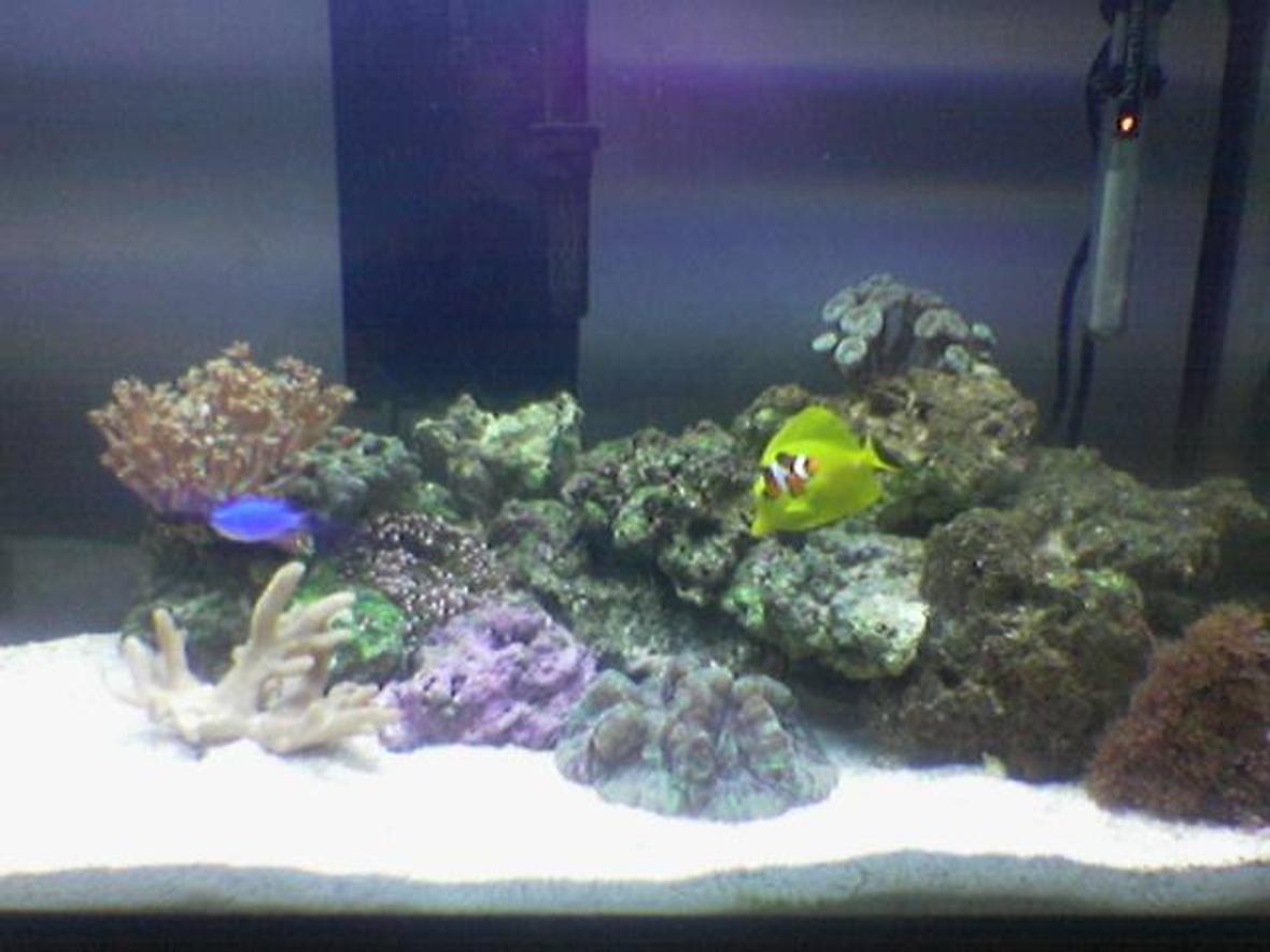 30 gallons reef tank (mostly live coral and fish) - Newly started 30 Gallon Reef Tank, 25 lbs of Fiji Live Rock - 40 lbs Live Sand - Aqualight™ Deluxe Series 130 Watts; Two-65 watt Coralife 50/50™ Compact - H.O.T. Magnum Canister Filter -Yellow Tang - Paracanthurus hepatus - True Percula Clown - Amphiprion percula - Orange Diamond Goby - Valencienna puellaris - Blue Devil Damsel - Chrysiptera cyanea - 10 Scarlet Hermit Crabs - 3 Large Turbo Snail - Turbo sp. - 3 Small Peppermint Shrimp - Veined Shrimp & 2 Large Peppermint Shrimp - Veined Shrimp - Star Polyps (Green Assorted) - Clavularia species - Mushroom Polyp - Green Ricordea