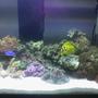 30 gallons reef tank (mostly live coral and fish) - Newly started 30 Gallon Reef Tank, 25 lbs of Fiji Live Rock - 40 lbs Live Sand - Aqualight™ Deluxe Series 130 Watts; Two-65 watt Coralife 50/50™ Compact - H.O.T. Magnum Canister Filter -Yellow Tang - Paracanthurus hepatus - True Percula Clown - Amphiprion percula - Orange Diamond Goby - Valencienna puellaris - Blue Devil Damsel - Chrysiptera cyanea - 10 Scarlet Hermit Crabs - 3 Large Turbo Snail - Turbo sp. - 3 Small Peppermint Shrimp - Veined Shrimp & 2 Large Peppermint Shrimp - Veined Shrimp - Star Polyps (Green Assorted) - Clavularia species - Mushroom Polyp - Green Ricordea