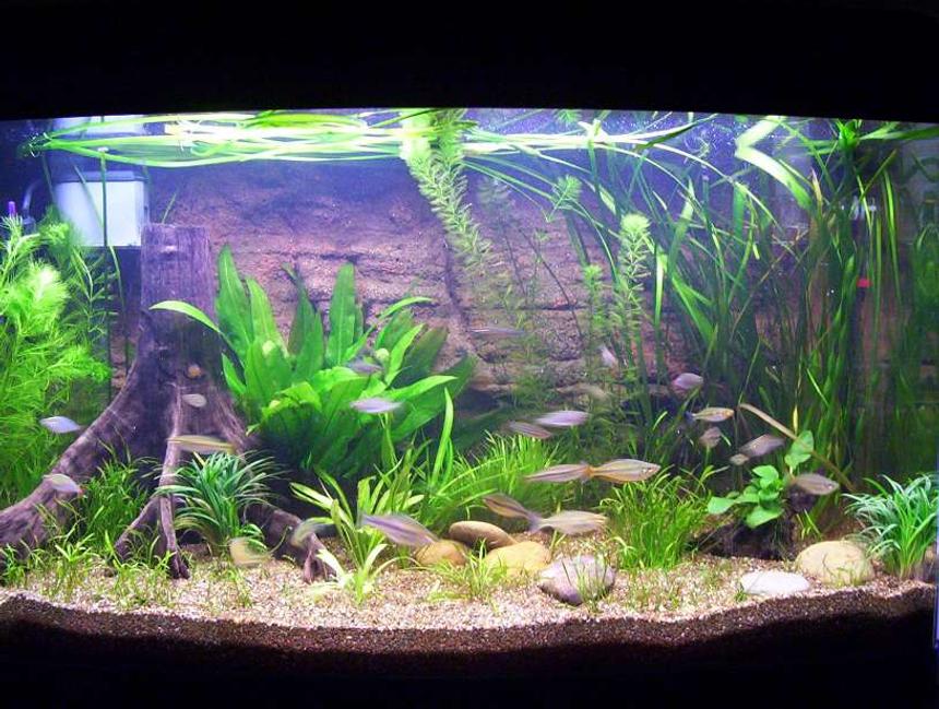 Rated #68: 40 Gallons Planted Tank - Planted RainbowFish Tank, First tank back in the hobby after 5+ years out of the hobby