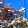 saltwater fish - salarias fasciatus - sailfin/algae blenny stocking in 100 gallons tank - Salarias Fasciatus
