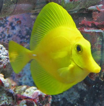 saltwater fish - zebrasoma flavescens - yellow tang - hawaii stocking in 100 gallons tank - Zebrasoma flavescens