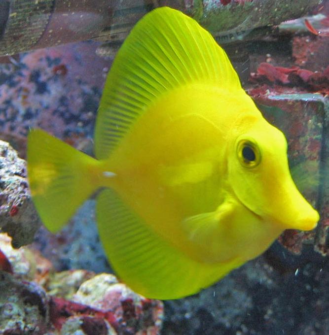 saltwater fish - zebrasoma flavescens - yellow tang - hawaii stocking in 100 gallons tank - Zebrasoma flavescens
