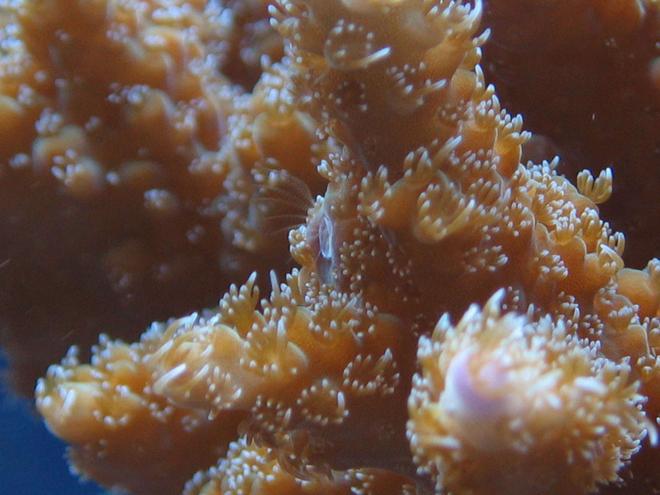 corals inverts - acropora sp. - tabling acropora coral stocking in 100 gallons tank - Acropora