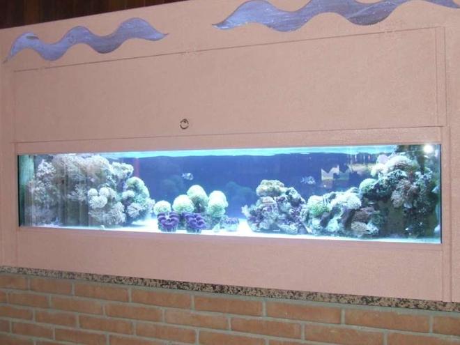 250 gallons reef tank (mostly live coral and fish) - 250l,lps tridacne,xenia