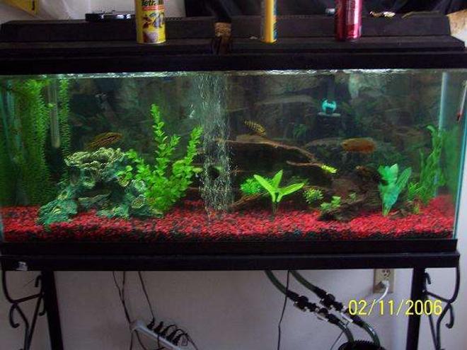 55 gallons freshwater fish tank (mostly fish and non-living decorations) - well here it is one of my 55 gal.  jaguar tanks