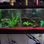 55 gallons freshwater fish tank (mostly fish and non-living decorations) - well here it is one of my 55 gal. jaguar tanks
