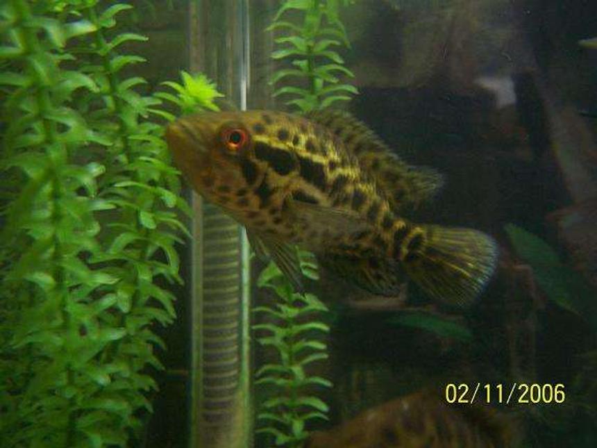 Rated #106: Freshwater Fish - Nandopsis Managuense - Managuense Cichlid Stocking In 55 Gallons Tank - my proud father.