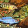 freshwater fish - cyrtocara moorii - moorei cichlid stocking in 75 gallons tank - my rostratus and blue dolphn