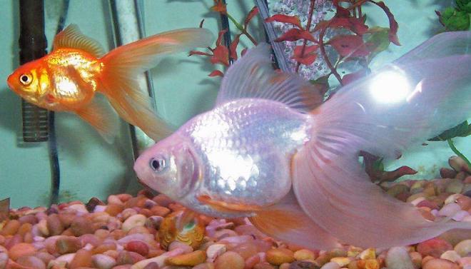 freshwater fish - carassius auratus - ryukin goldfish stocking in 80 gallons tank - My two little pigs.