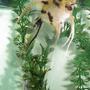 freshwater fish - pterophyllum sp. - marble veil angel stocking in 80 gallons tank - Marble Veil Angel.