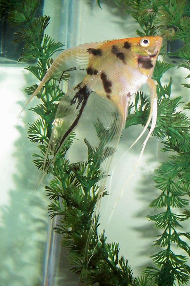 freshwater fish - pterophyllum sp. - marble veil angel stocking in 80 gallons tank - Marble Veil Angel.
