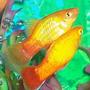 freshwater fish - xiphophorus maculatus - assorted platy stocking in 80 gallons tank - Platy pair.