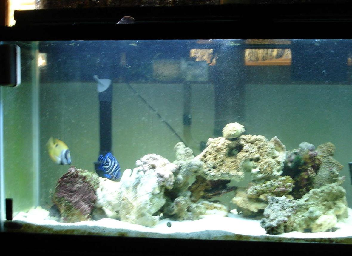 55 gallons saltwater fish tank (mostly fish, little/no live coral) - MY TNAK IS BETTER WHEN ALL THE FISH COME OUT. I DINT HAVE ANY SAMLL FISH FOR THE ANGLER, EEL LION FISH AND TOADFISH TO COME OUT
