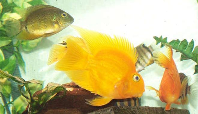 freshwater fish - heros severus x amphilophus citrinellum - blood parrot stocking in 110 gallons tank - My b/f's yellow blood parrot.  This guy has gorgeous fins and his color is -not- dye, all natural yellow.  This guy was black when we first brought him home.