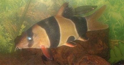 freshwater fish - botia macracantha - clown loach stocking in 110 gallons tank - My 6