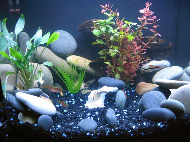 24 gallons freshwater fish tank (mostly fish and non-living decorations) - My first Tank....24 gallon Nano Cube