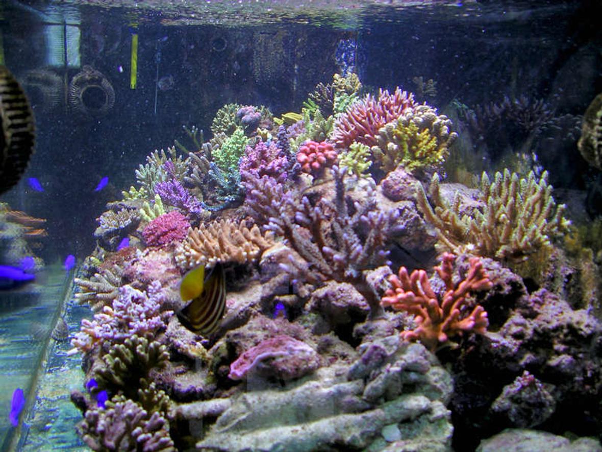 200 gallons reef tank (mostly live coral and fish) - 160x60x60 cm 2 x400w HQI skimmer BK 250 Internal reactor calciun handycraft n° 2 Vortech Ecotech Marine