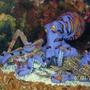 corals inverts - octopus sp. - octopus stocking in 30 gallons tank - Octopus tearing up shipwreck and pleco.