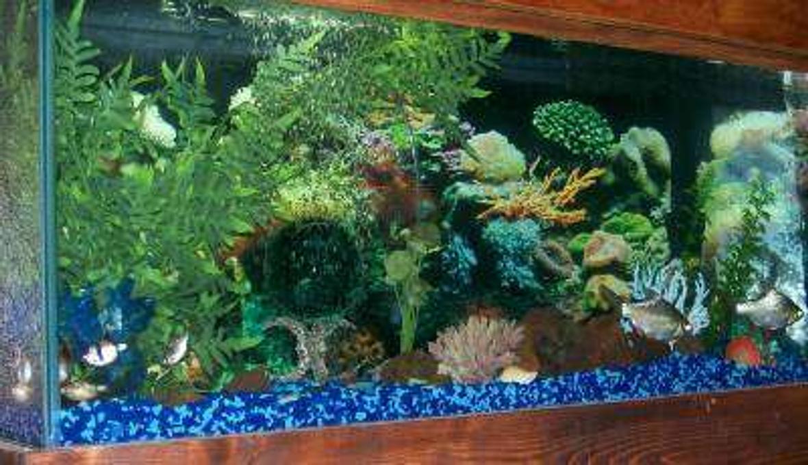 40 gallons freshwater fish tank (mostly fish and non-living decorations) - 40 gal, fake plants and coral