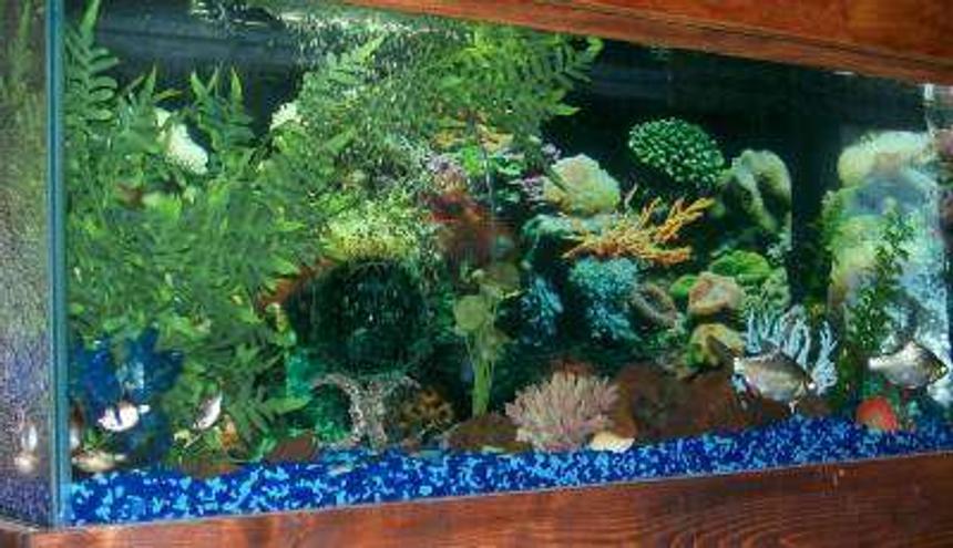 Rated #251: 40 Gallons Freshwater Fish Tank - 40 gal, fake plants and coral