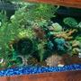 40 gallons freshwater fish tank (mostly fish and non-living decorations) - 40 gal, fake plants and coral