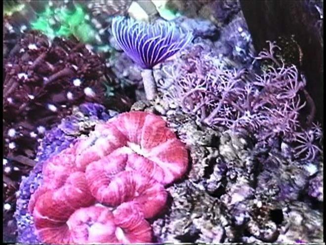 corals inverts - trachyphyllia geoffroyi - brain coral, trachyphyllia stocking in 220 gallons tank - Purple feather duster worm,  red brain coral, and pumping Xenia.