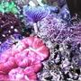 corals inverts - trachyphyllia geoffroyi - brain coral, trachyphyllia stocking in 220 gallons tank - Purple feather duster worm, red brain coral, and pumping Xenia.