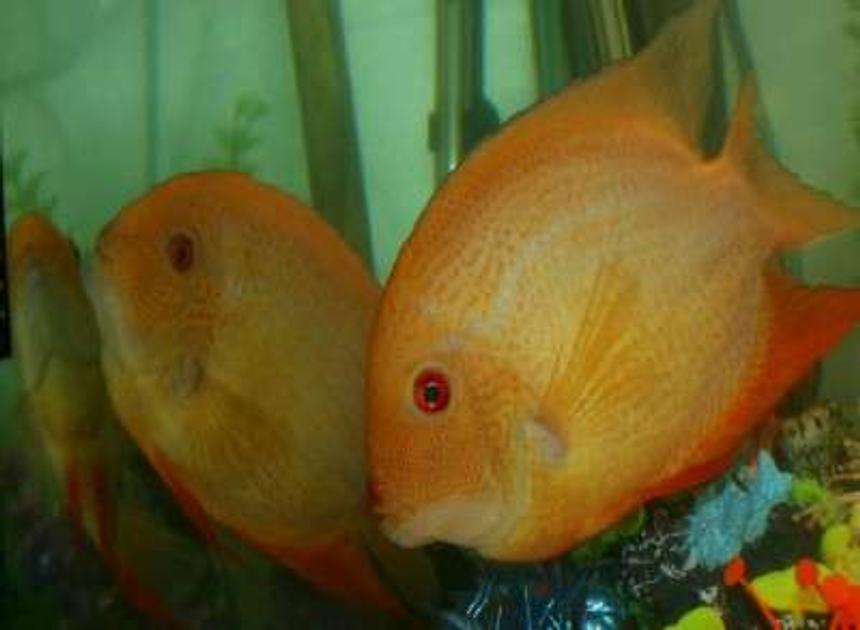 Rated #1867: Freshwater Fish - Heros Serverus - Gold Severum Stocking In 220 Gallons Tank - Pair of gold  (Cichlasoma severum)