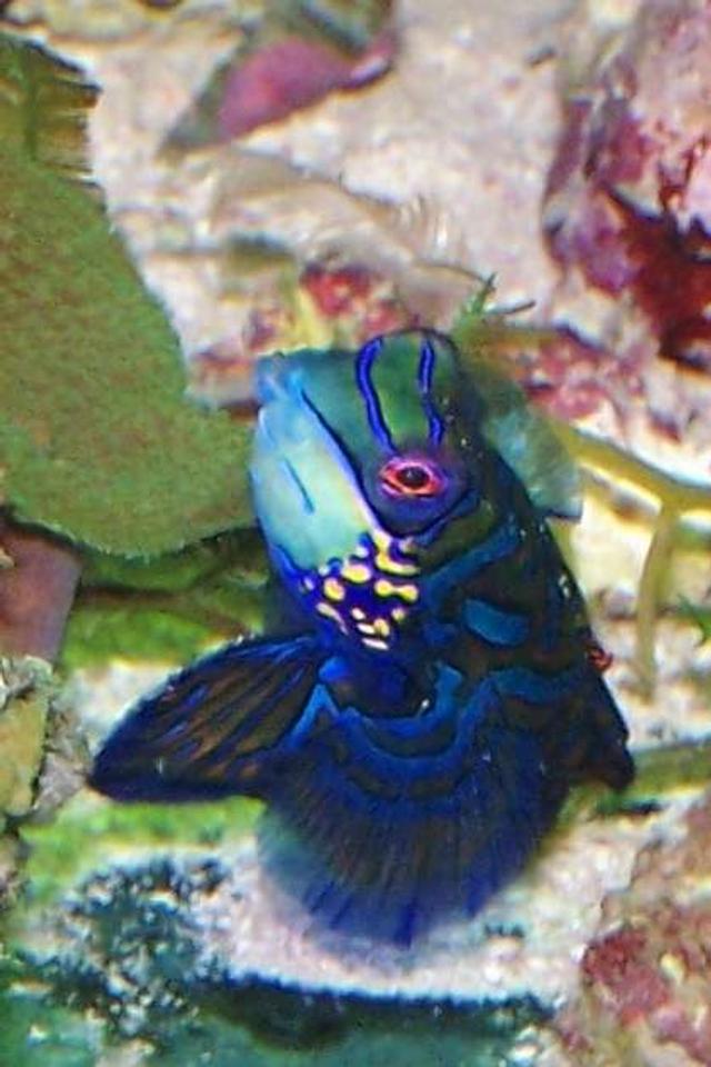 saltwater fish - synchiropus splendidus - green mandarin stocking in 220 gallons tank - Mandarin goby