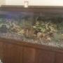 55 gallons freshwater fish tank (mostly fish and non-living decorations) - another shot of the tank 55 gallon
