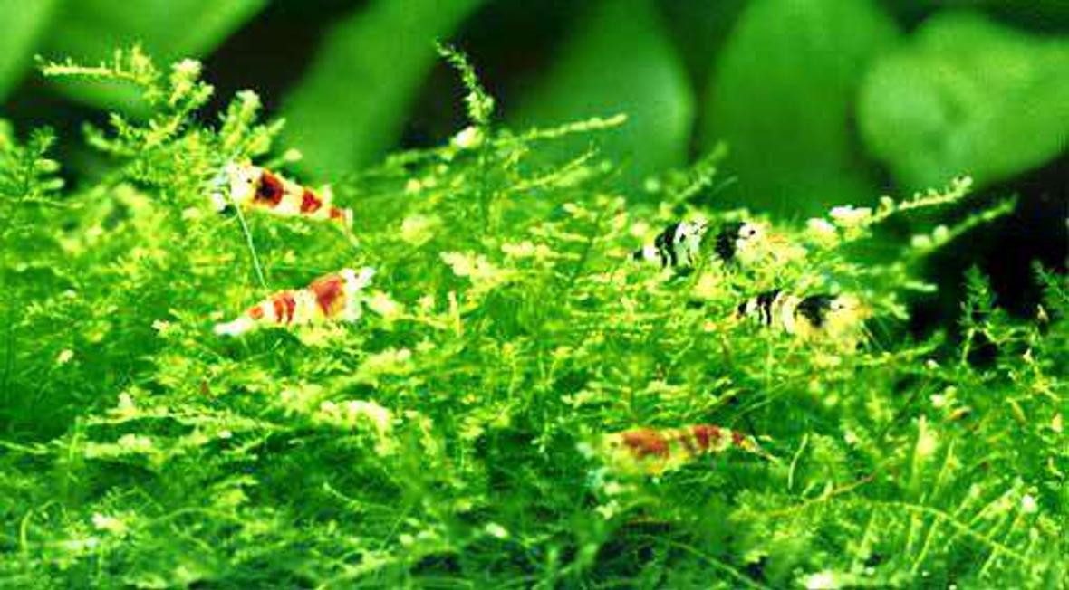 2 gallons freshwater fish tank (mostly fish and non-living decorations) - bggfb