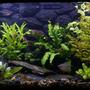 25 gallons freshwater fish tank (mostly fish and non-living decorations) - 29.6.2007