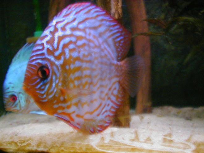 freshwater fish - symphysodon sp. - red leopard discus stocking in 100 gallons tank - 8 years ago... new picture follow
but not from diskus