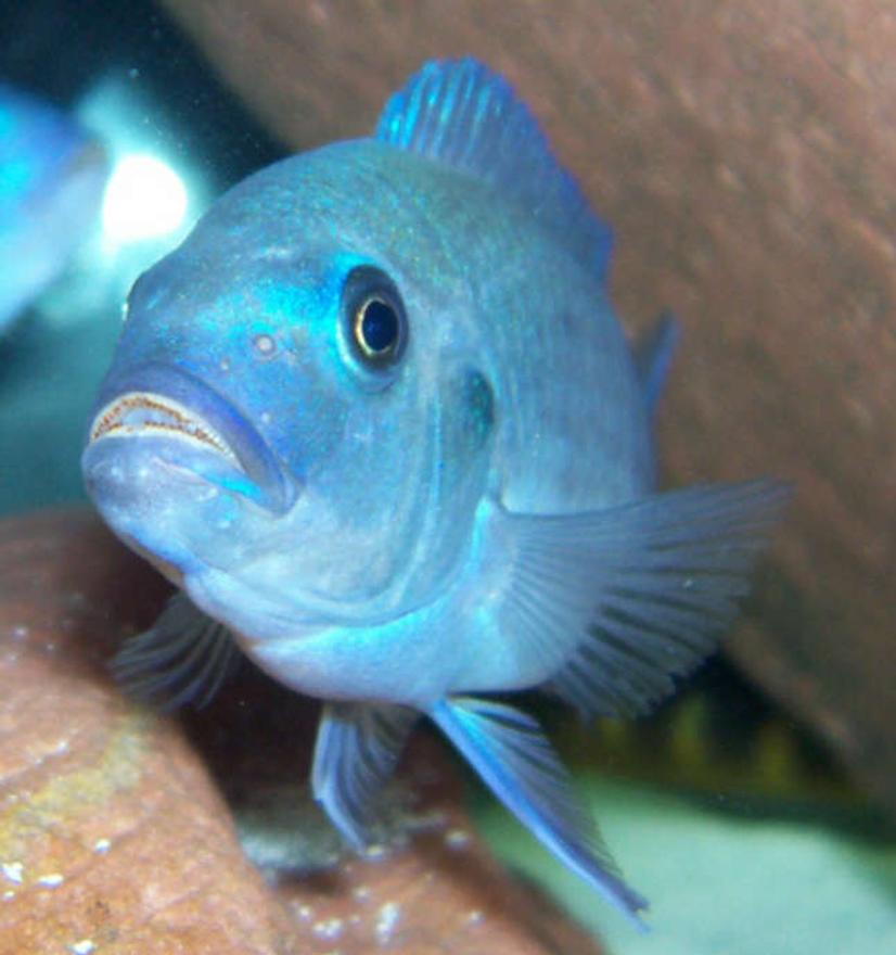 Rated #576: Freshwater Fish - Metriaclima Callainos - Cobalt Blue Zebra Cichlid Stocking In 75 Gallons Tank - Male metriaclima callainos.