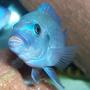 freshwater fish - metriaclima callainos - cobalt blue zebra cichlid stocking in 75 gallons tank - Male metriaclima callainos.
