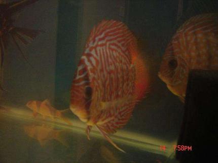 freshwater fish - symphysodon sp. - red leopard discus stocking in 50 gallons tank - red leopard