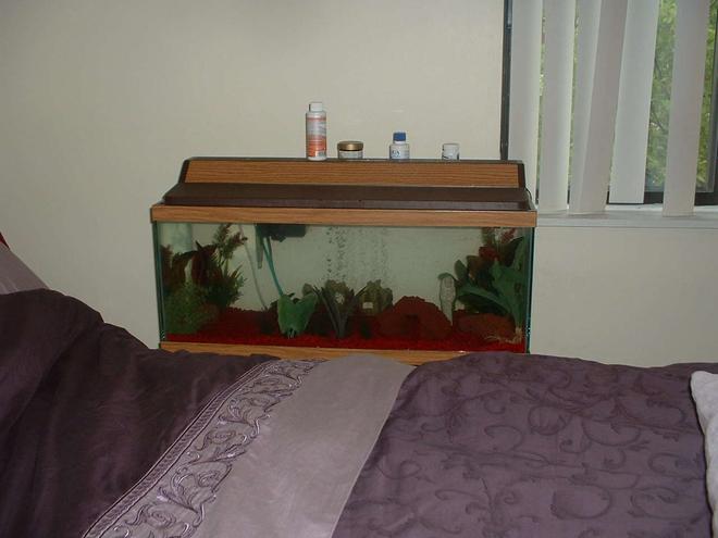 20 gallons freshwater fish tank (mostly fish and non-living decorations) - Pic of my 20 gal