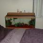 20 gallons freshwater fish tank (mostly fish and non-living decorations) - Pic of my 20 gal