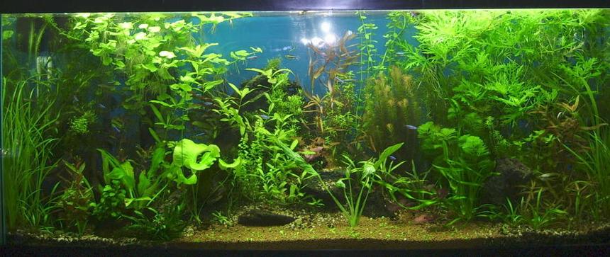 Rated #532: 55 Gallons Planted Tank - Forest of Tranquility